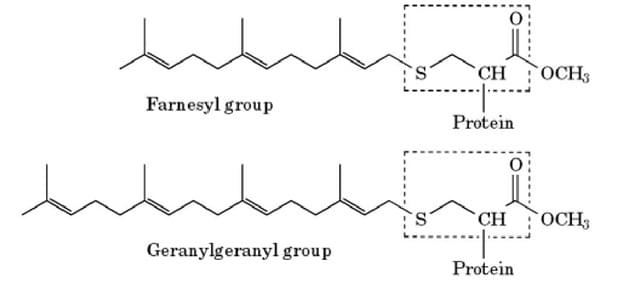  Structures of farnesylation and geranylgeranylation